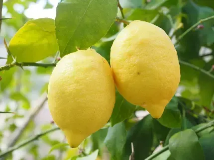  عکس لیمو برای پروفایل