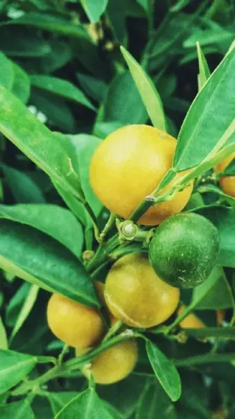  عکس لیمو برای پروفایل