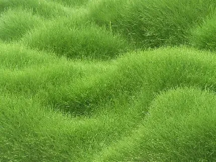  عکس سبز ماچا