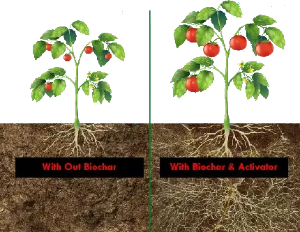 عکس بوته گوجه فرنگی کارتونی