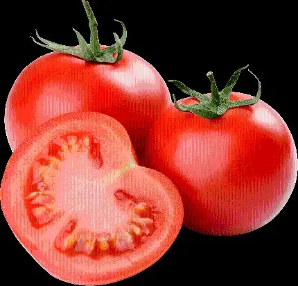  عکس بوته گوجه فرنگی کارتونی