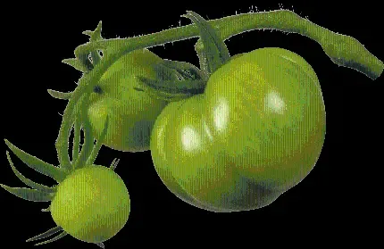  عکس بوته گوجه فرنگی کارتونی