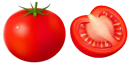  عکس بوته گوجه فرنگی کارتونی