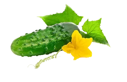 عکس خیار کارتونی