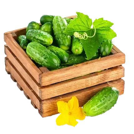 عکس خیار کارتونی