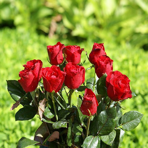  عکس دسته گل رز قرمز برای پروفایل