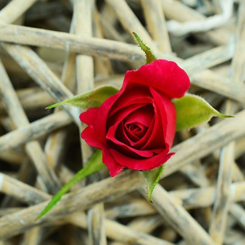  عکس دسته گل رز قرمز برای پروفایل