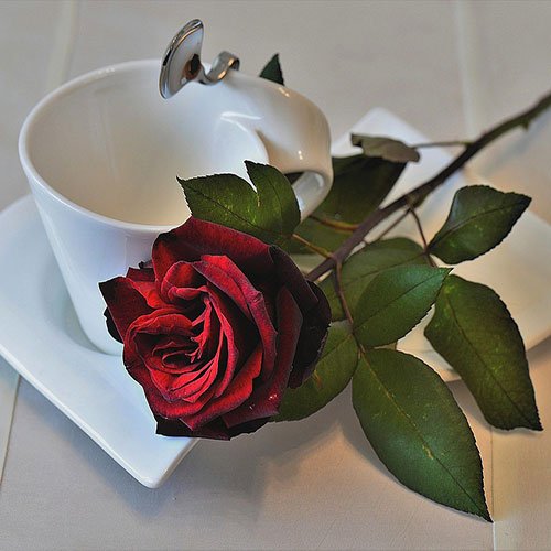  عکس دسته گل رز قرمز برای پروفایل