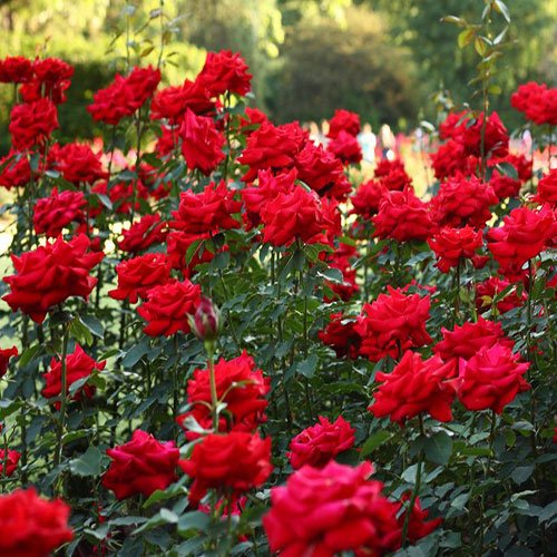  عکس دسته گل رز قرمز برای پروفایل