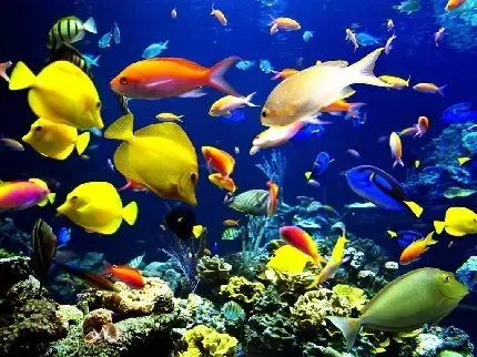  عکس ماهی زرد رنگ با کیفیت