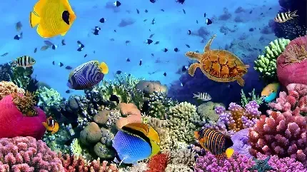  عکس ماهی زرد رنگ با کیفیت