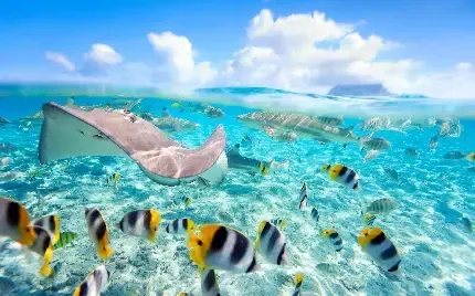  عکس ماهی زرد رنگ با کیفیت