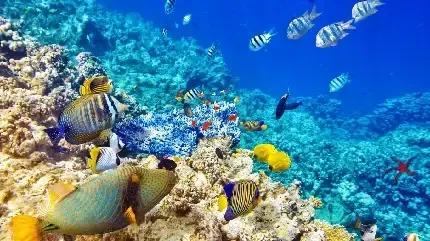 عکس ماهی زرد رنگ با کیفیت