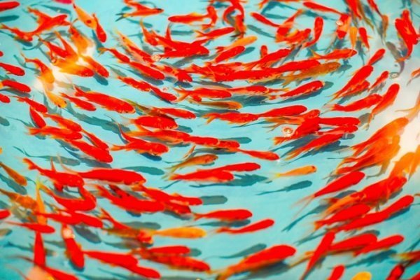  عکس ماهی قرمز داخل تنگ