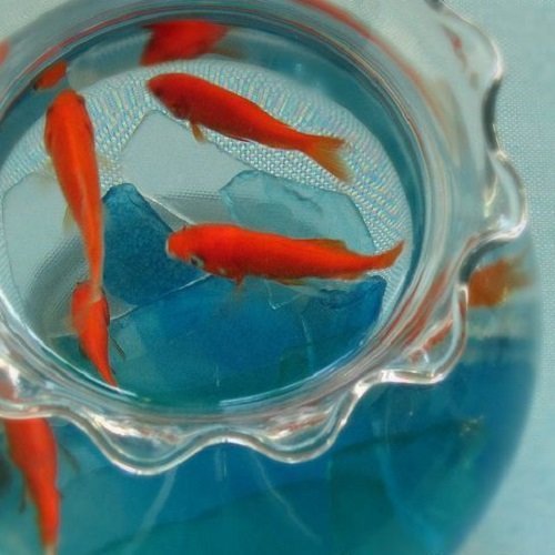  عکس ماهی قرمز داخل تنگ