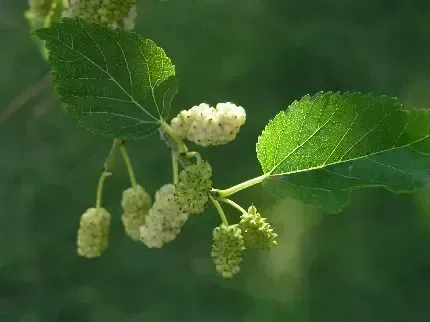  عکس درخت توت با کیفیت