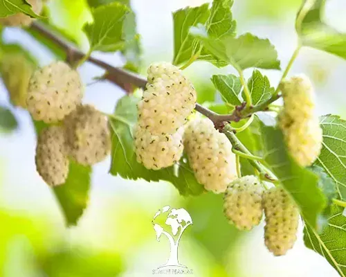  عکس درخت توت با کیفیت