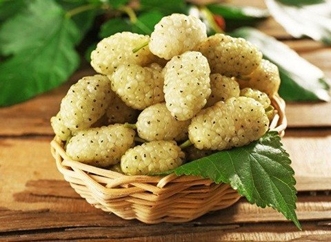 عکس درخت توت با کیفیت