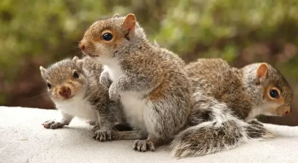  عکس سنجاب برای استوری