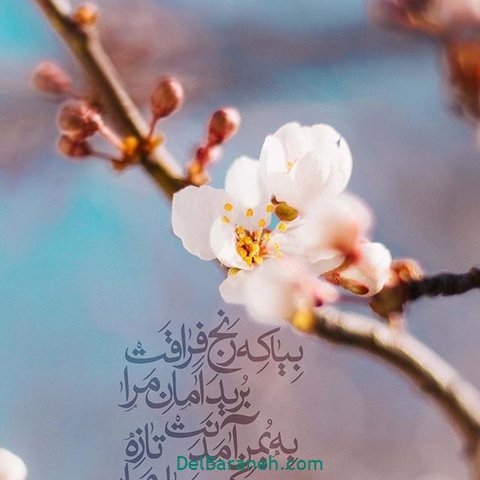  عکس پروفایل نیمه شعبان مبارک