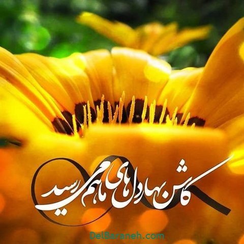 عکس پروفایل نیمه شعبان مبارک