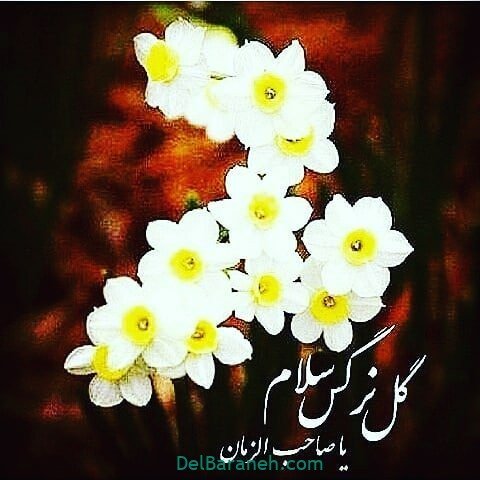  عکس پروفایل نیمه شعبان مبارک