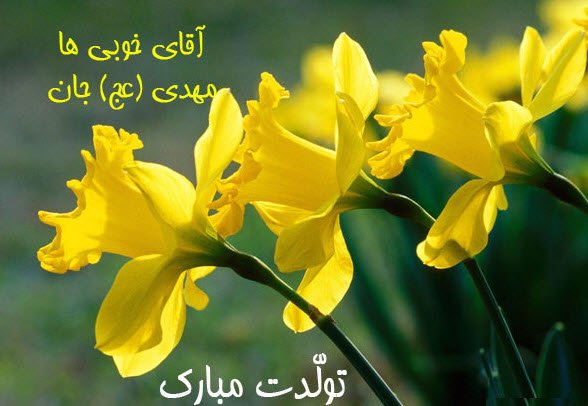 عکس جشن امام زمان
