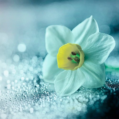  عکس تولد امام مهدی صاحب الزمان