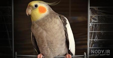  عکس عروس هلندی برای بک گراند گوشی