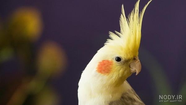  عکس عروس هلندی برای بک گراند گوشی