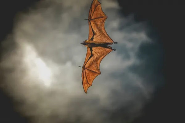  عکس خفاش برای پروفایل