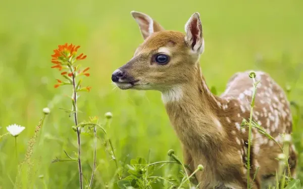  عکس های آهو در طبیعت