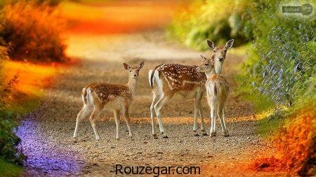  زیباترین عکس آهو