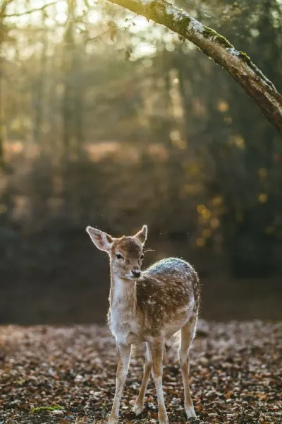  عکس بچه آهوی زیبا