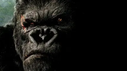  عکس گوریل های بامزه