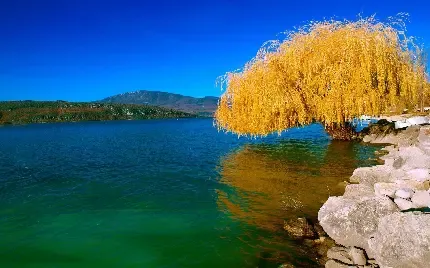  عکس پروفایل درخت زیبا بید با کیفیت بالا