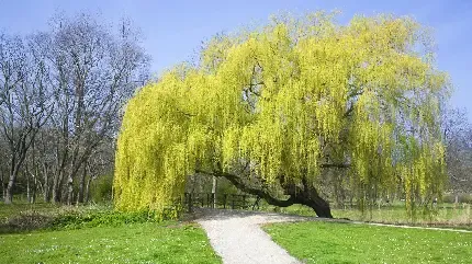  عکس پروفایل درخت زیبا بید با کیفیت بالا