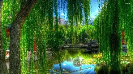  عکس پروفایل درخت زیبا بید با کیفیت بالا