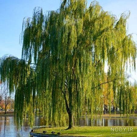  عکس درخت بید مجنون برای پروفایل