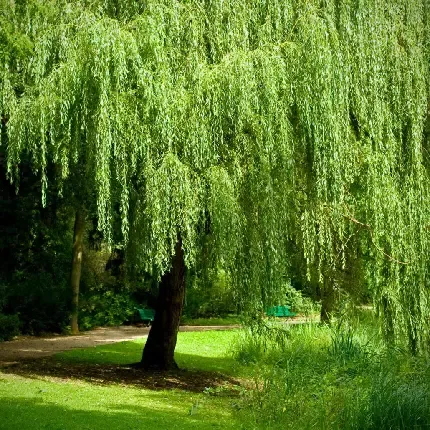  عکس های درخت بید مجنون برای پروفایل