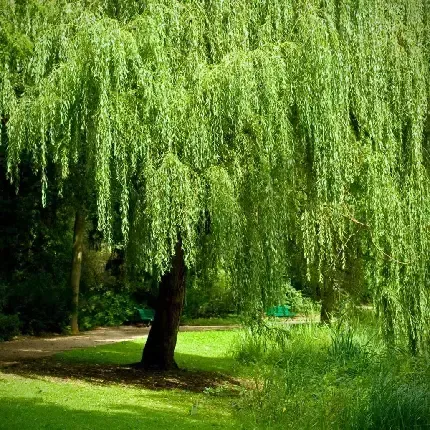 عکس درخت بید برای پس زمینه گوشی