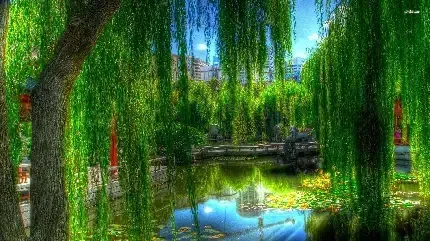 عکس درخت بید برای پس زمینه گوشی