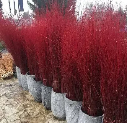 عکس درخت بید برای پس زمینه گوشی