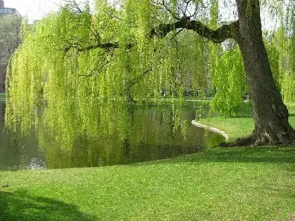 عکس درخت بید برای پس زمینه گوشی