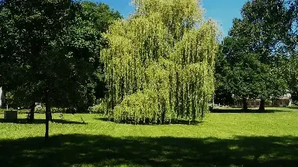 عکس درخت بید برای پس زمینه گوشی