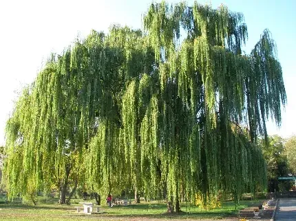 عکس درخت بید برای پس زمینه گوشی