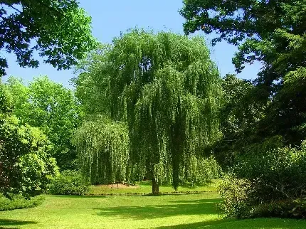 عکس درخت بید برای پس زمینه گوشی