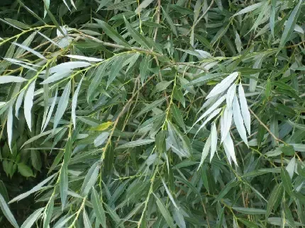 عکس درخت بید برای پس زمینه گوشی