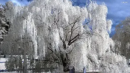 عکس درخت بید برای پس زمینه گوشی