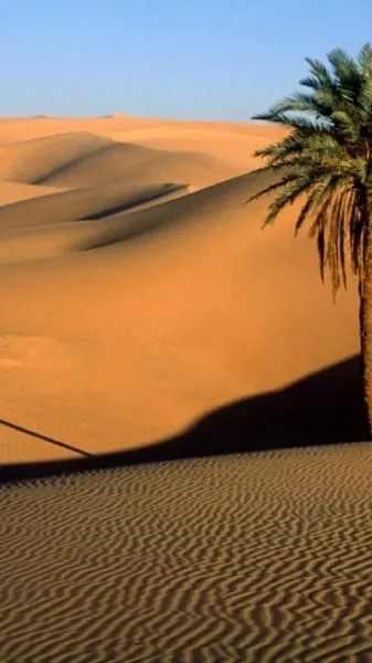 عکس درخت نخل زیبا